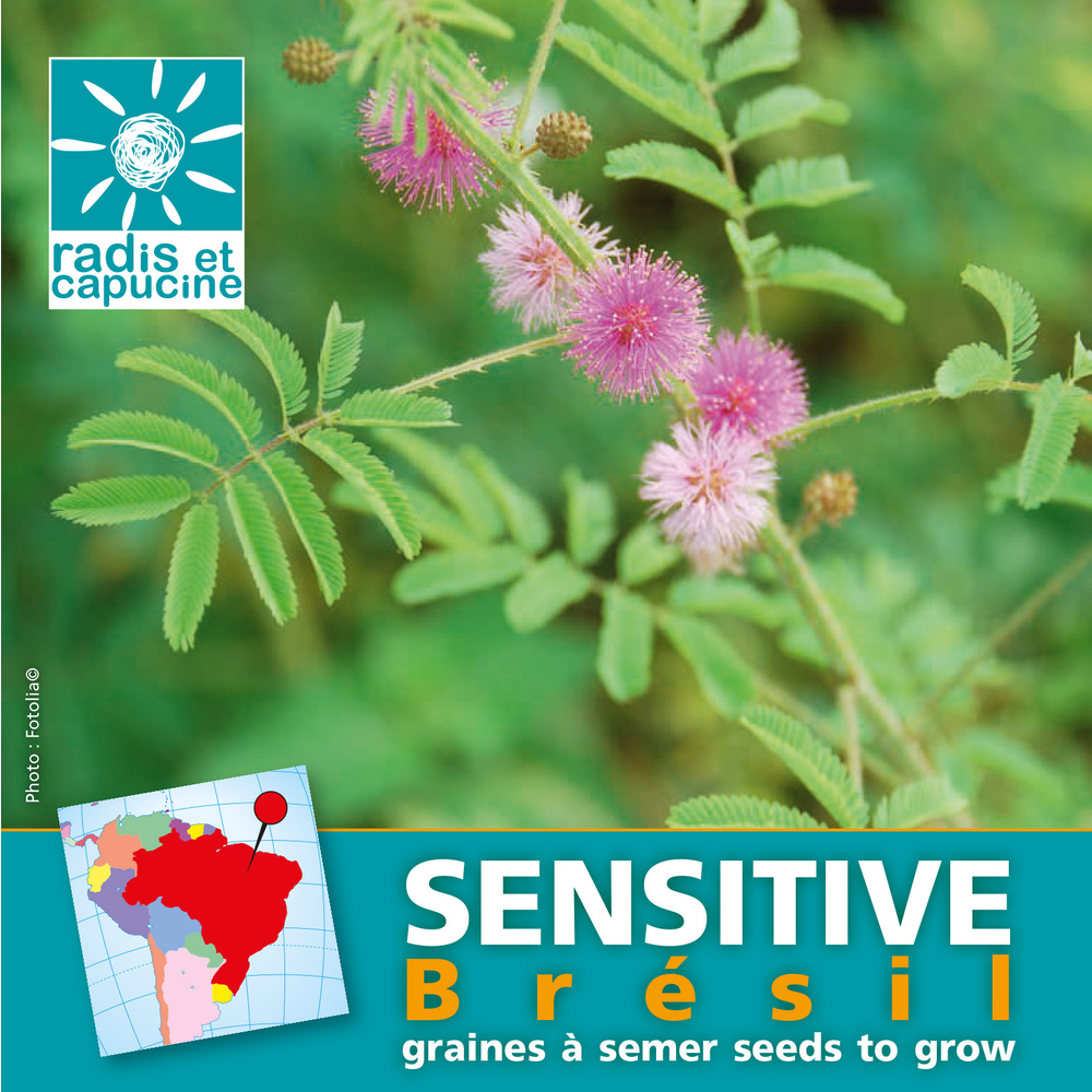 SACHET GRAINES MIMOSA PUDICA-(814928)