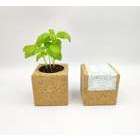 Grow cube aimanté basilic