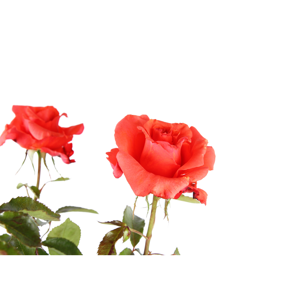 
Rosier Anna Van Der Love pot 5L