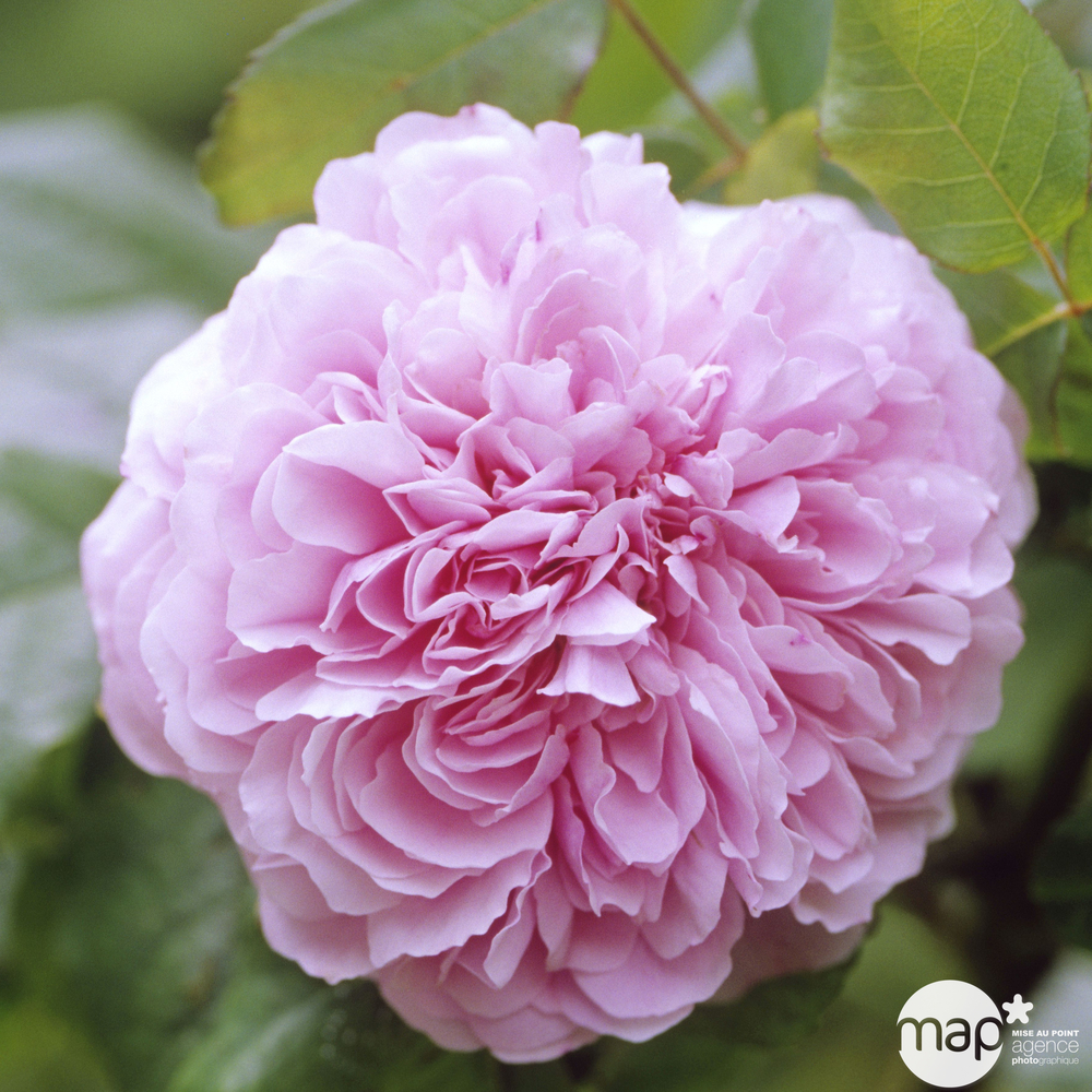 ROSIER JACQUES CARTIER C 5L-(822983)