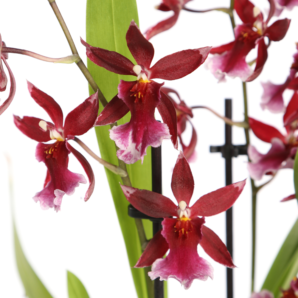 CAMBRIA BARROCCO RED 3T D12H55-(824314)