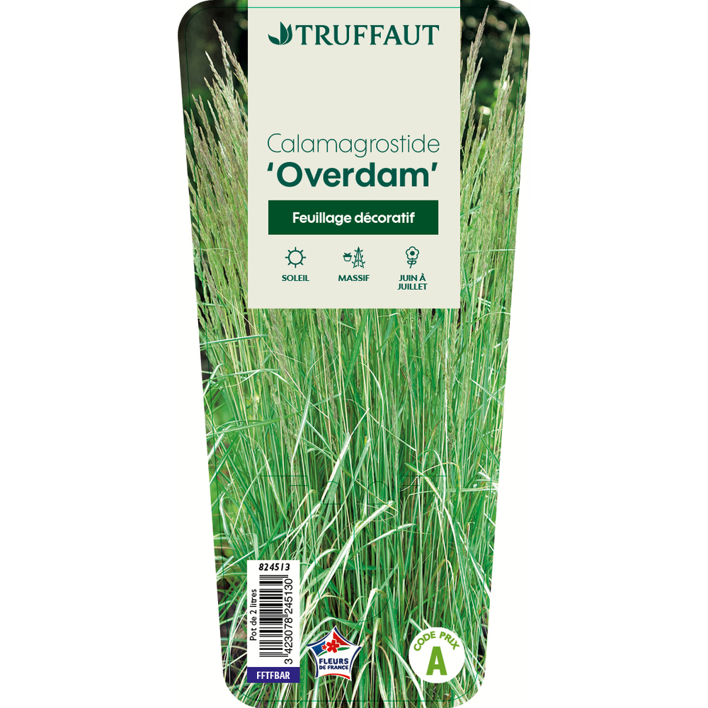 Calamagrostis (x) acutifora Overdam pot de 2L