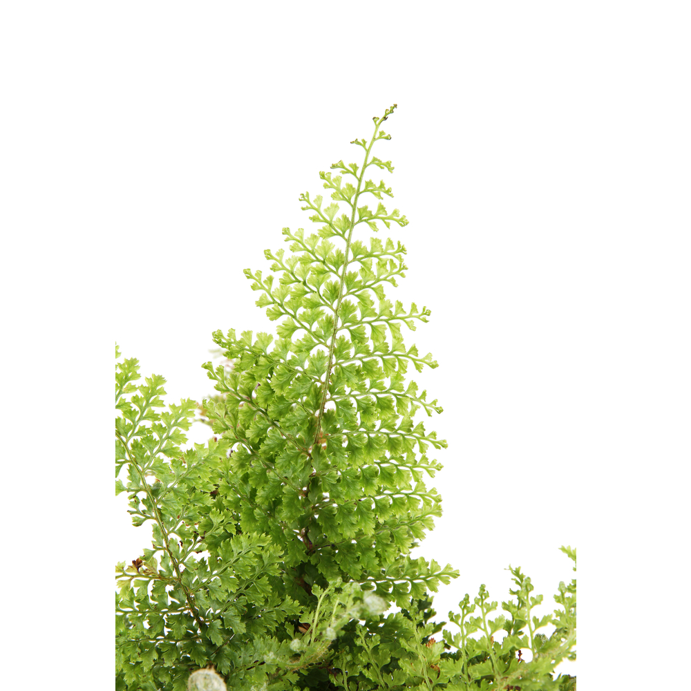 Polystichum setiferum 'Plumosum Densum' pot de 2 litres