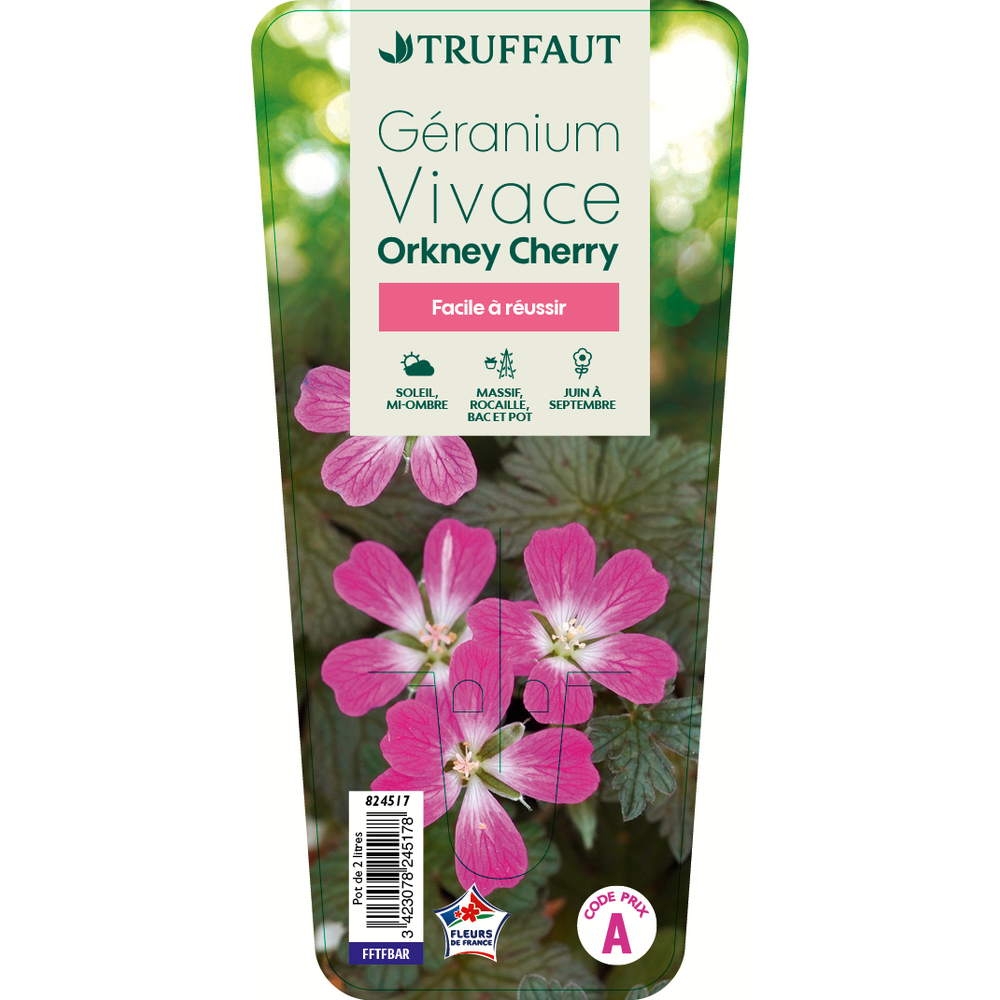 Géranium vivace 'Orkney Cherry®' pot de 2 litres