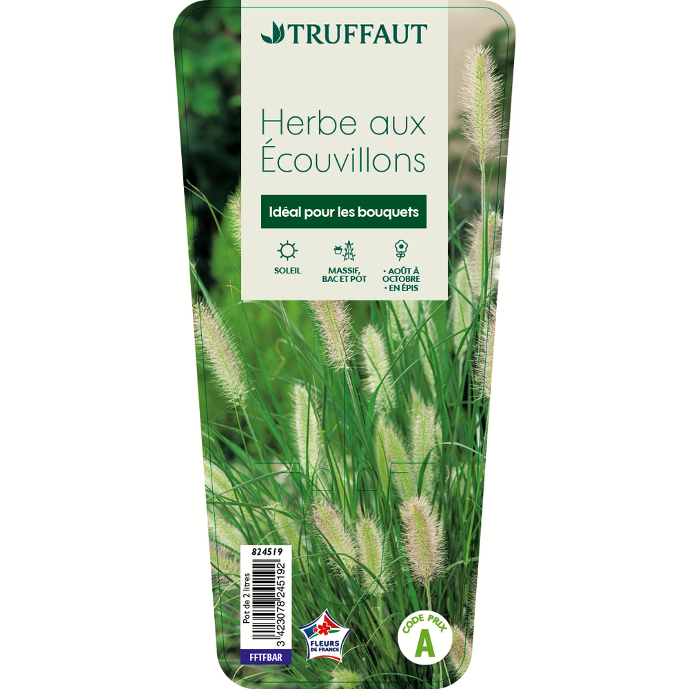 Herbe aux écouvillons : pot 2 L