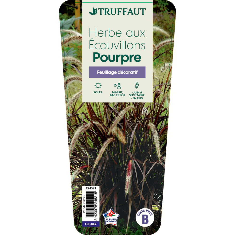 Pennisetum x advena 'Rubrum' ou Herbe écouvillons rubrum pot 2L