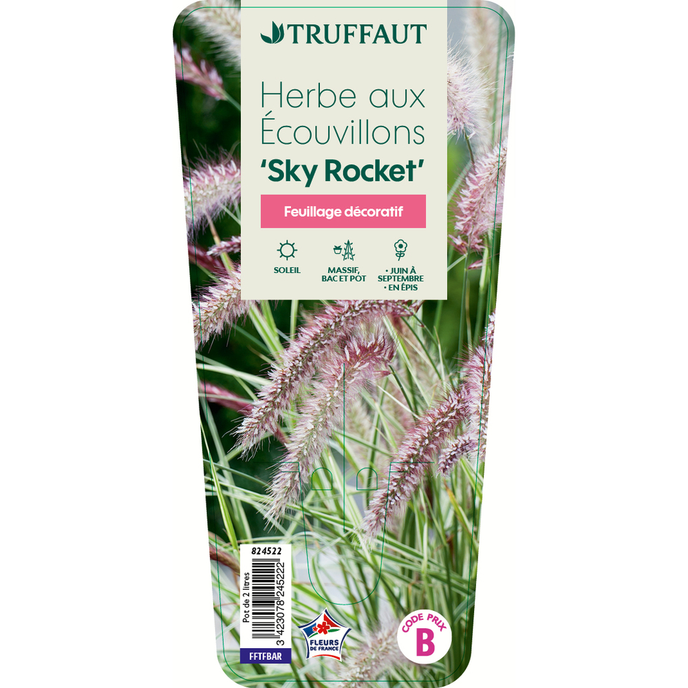 Pennisetum advena 'Sky Rocket' ( Herbe écouvillons Rocket) pot 2L
