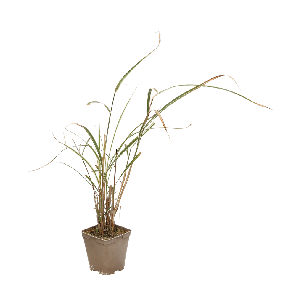 MISCANTHUS VARIEGATUS C 2L-(824524)