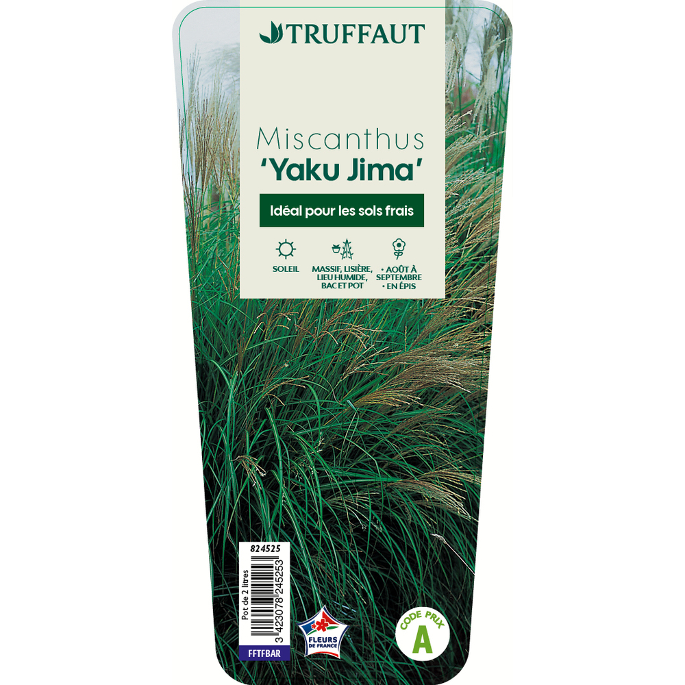 MISCANTHUS YAKU JIMA C 2L-(824525)