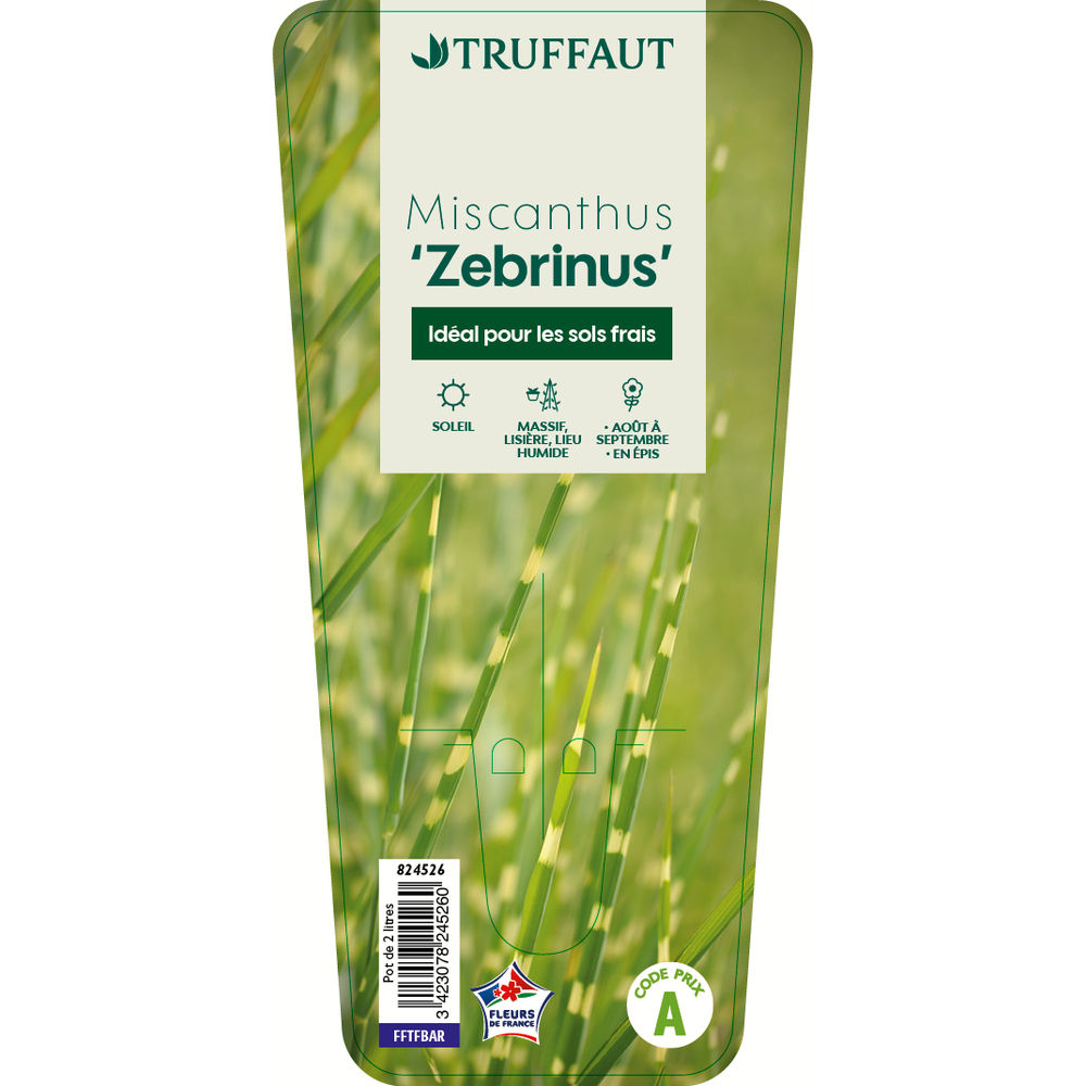 Plante de bassin : Miscanthus Zebrinus - pot 2L
