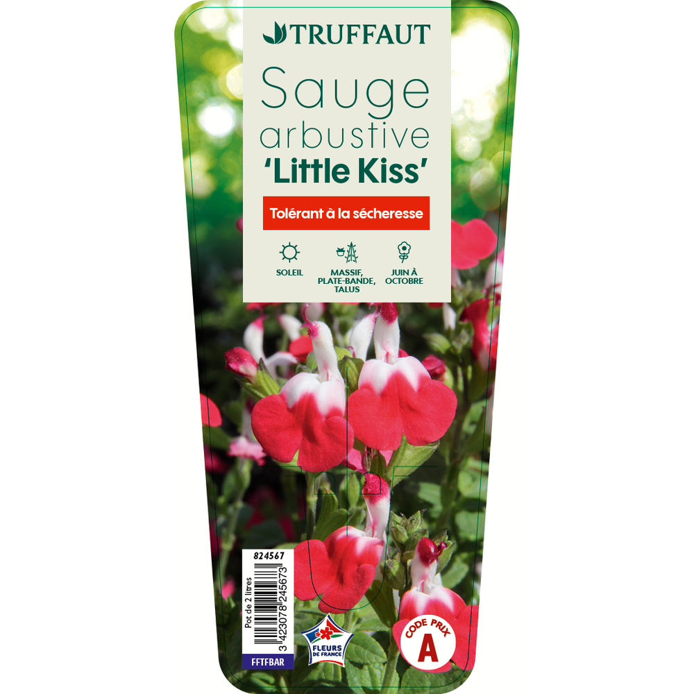 SALVIA ARB.LITTLE KISS C 2L-(824567)