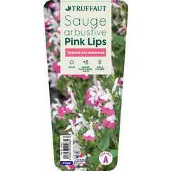 Salvia microphylla 'Pink Lips' : pot 2 L