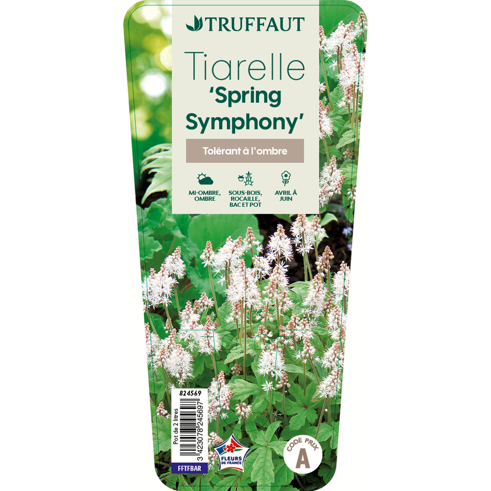 Tiarella 'Spring Symphony' pot de 2 litres