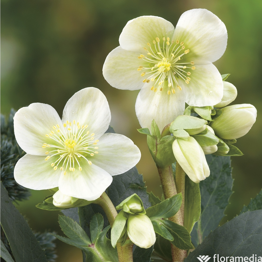 Hellébore niger fleurie - pot D12cm