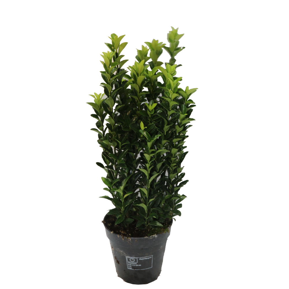 Fusain 'Green Spider' - Pot D13cm