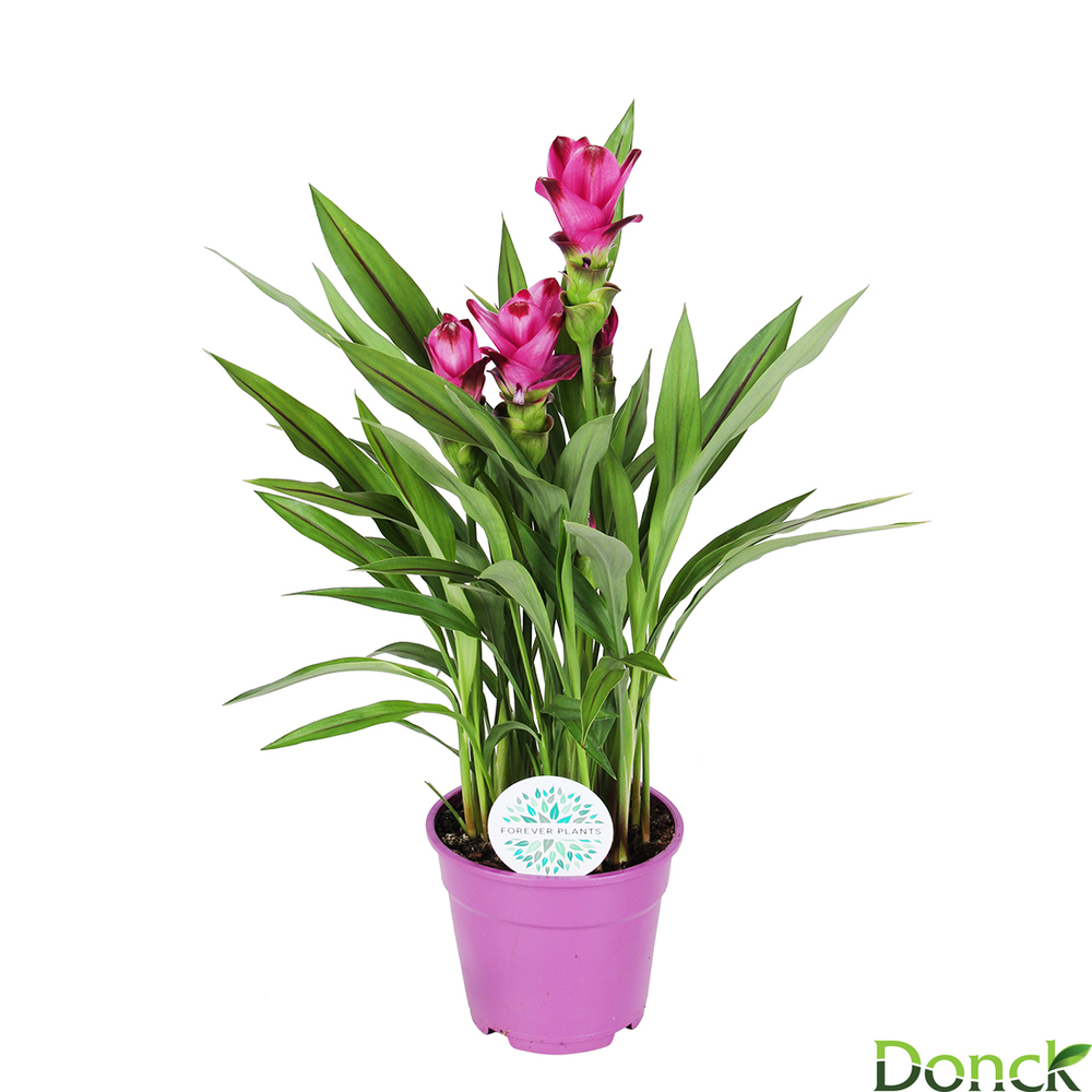 Curcuma 