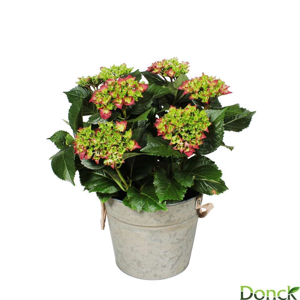 Hortensia 7 fleurs Cache-pot Zinc D23H45cm