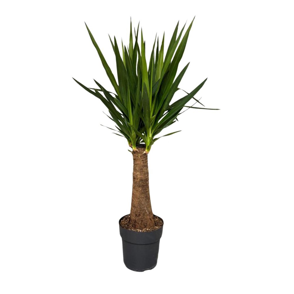 Yucca 'Maya' : H90cm pot D21 cm