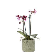 Orchidée Phalaeonopsis 2 tiges - pot D.6 cm