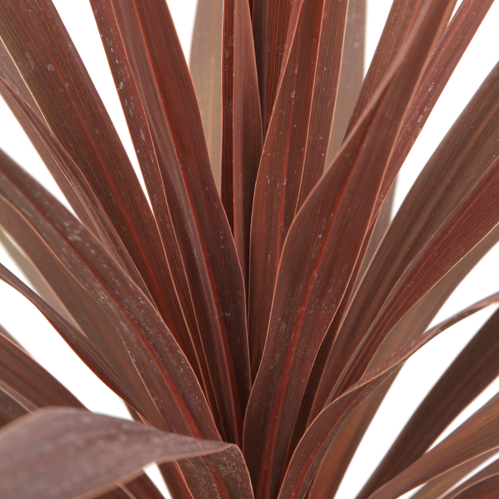 CORDYLINE B.BURGUNDY C 3L MDD-(825287)