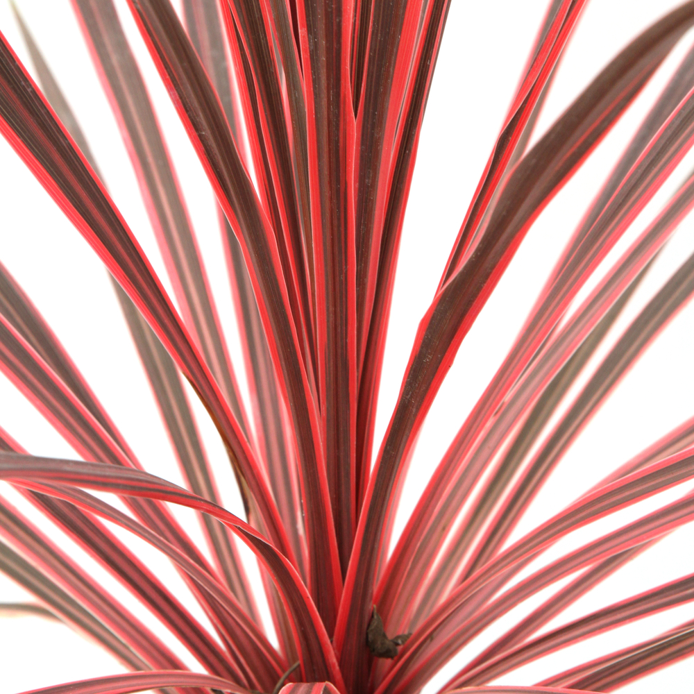 CORDYLINE CHARLIE BOY C 3L MDD-(825288)