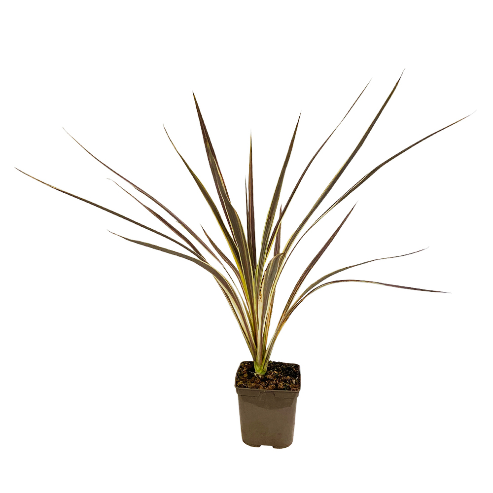 CORDYLINE ELECT.FLASH C 3L MDD-(825289)