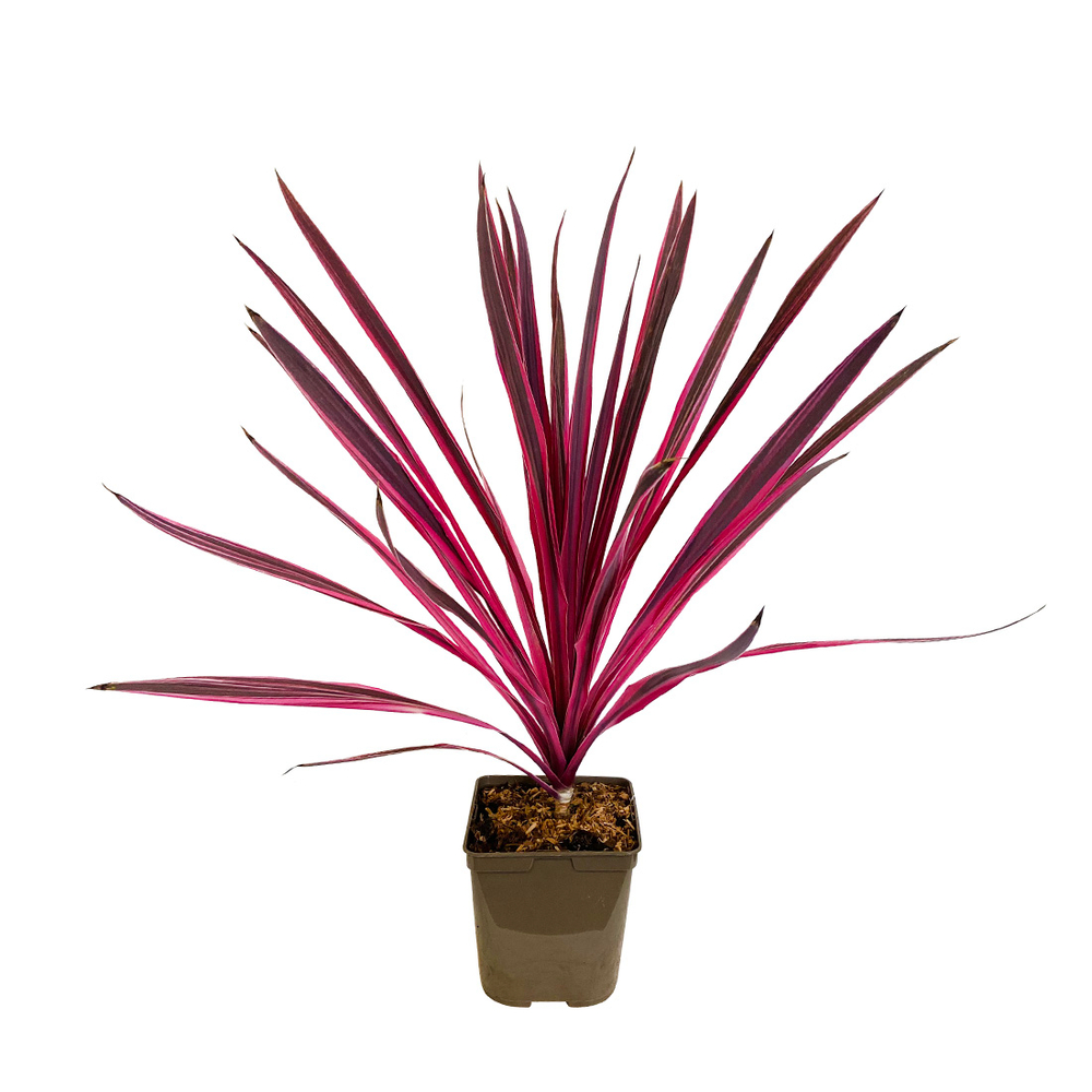 CORDYLINE PINK PASSION C3L MDD-(825290)