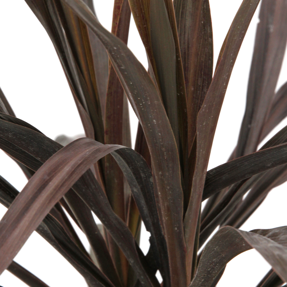 CORDYLINE RENEGADE C 3L MDD-(825292)