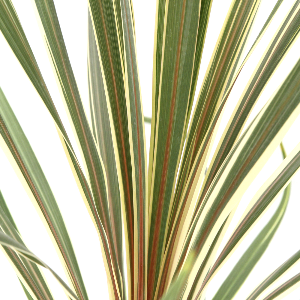 CORDYLINE TOR.DAZZLER C 3L MDD-(825294)