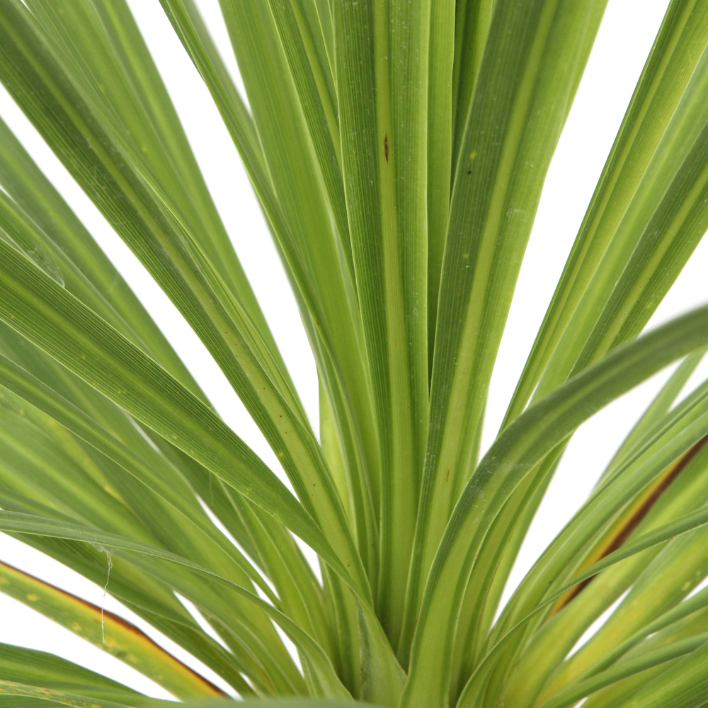 CORDYLINE AUST.C 3L MDD-(825295)