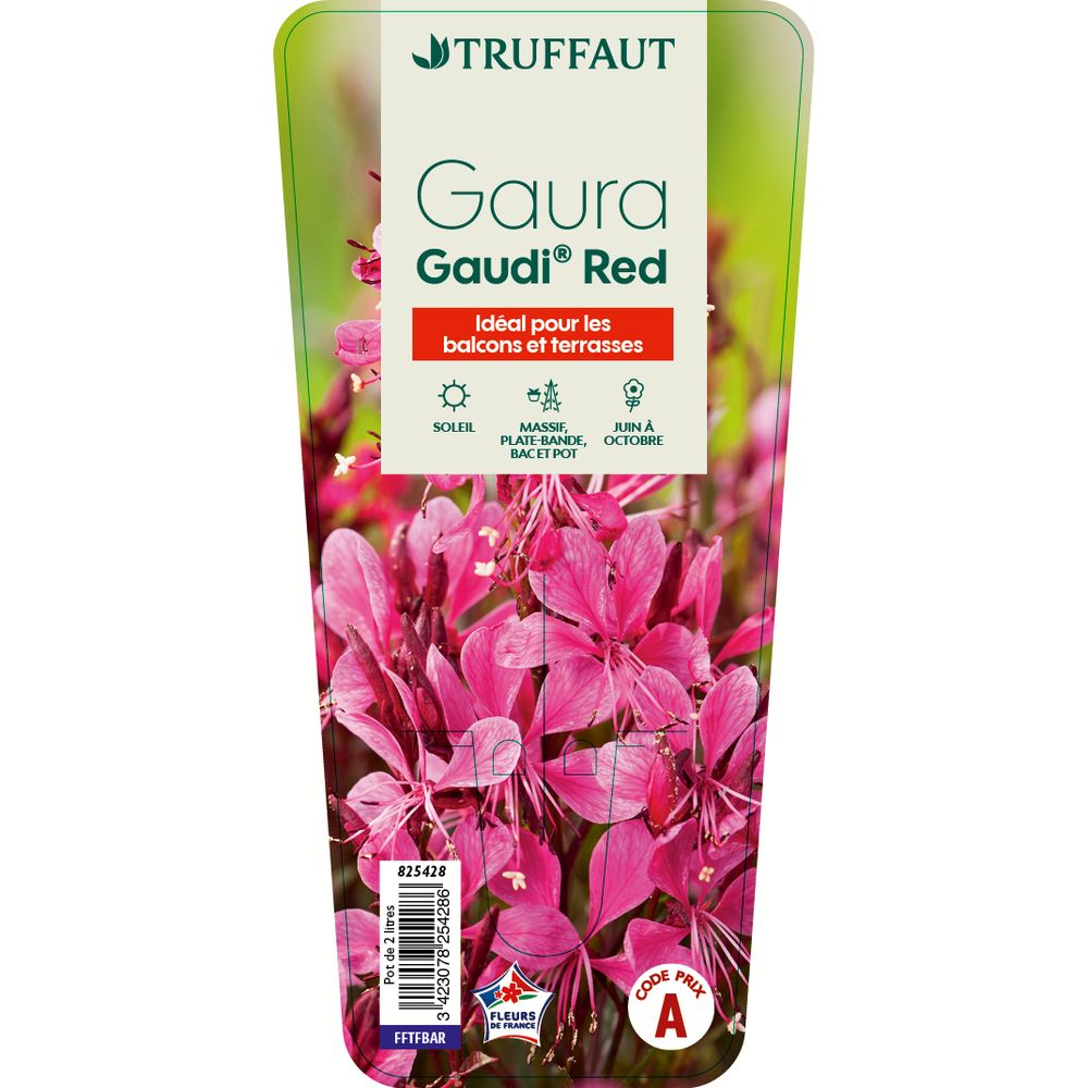 Gaura lindeheimeri 'Gaudi Red' : pot 2 L