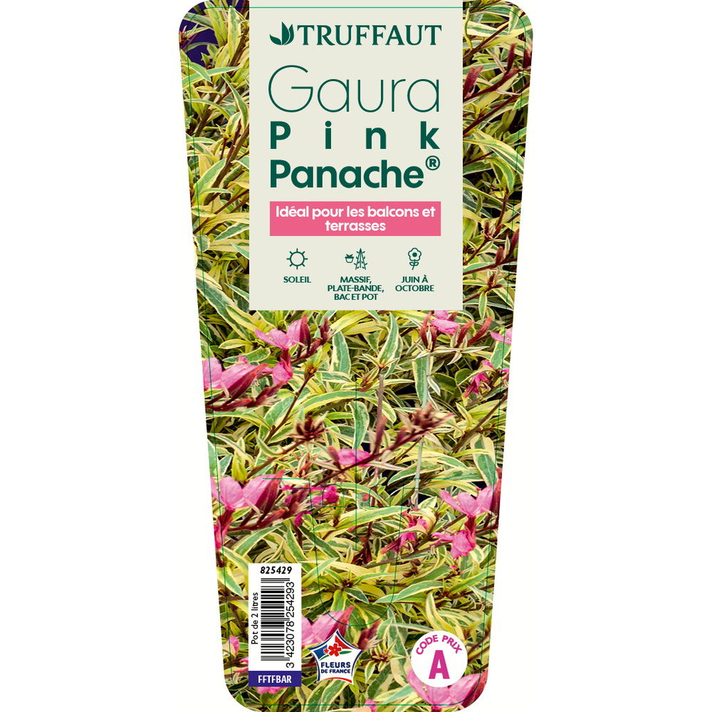 GAURA PINK PANACHE C 2L-(825429)