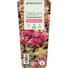 Sedum spurium 'Atropurpureum' : pot 2 L