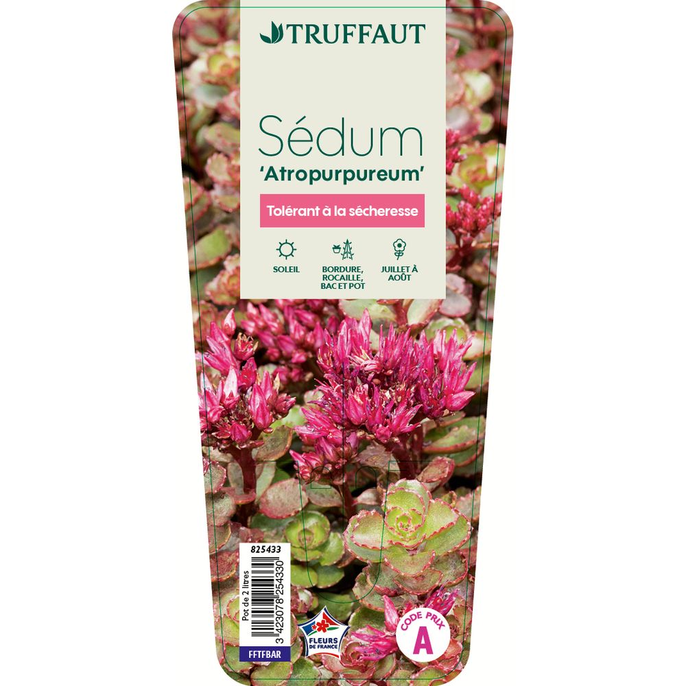 SEDUM ATROPURPUREUM C 2L-(825433)