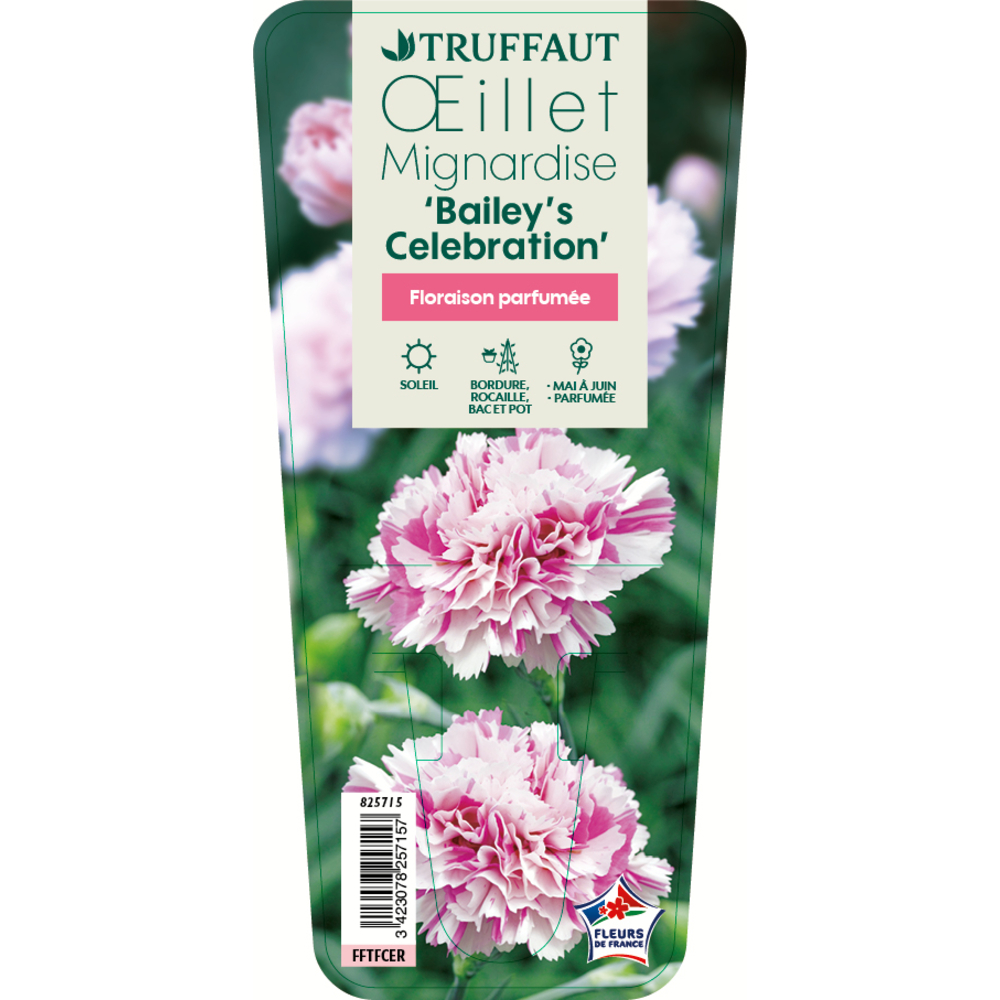 Œillet mignardise 'Bailey's Celebration:godet