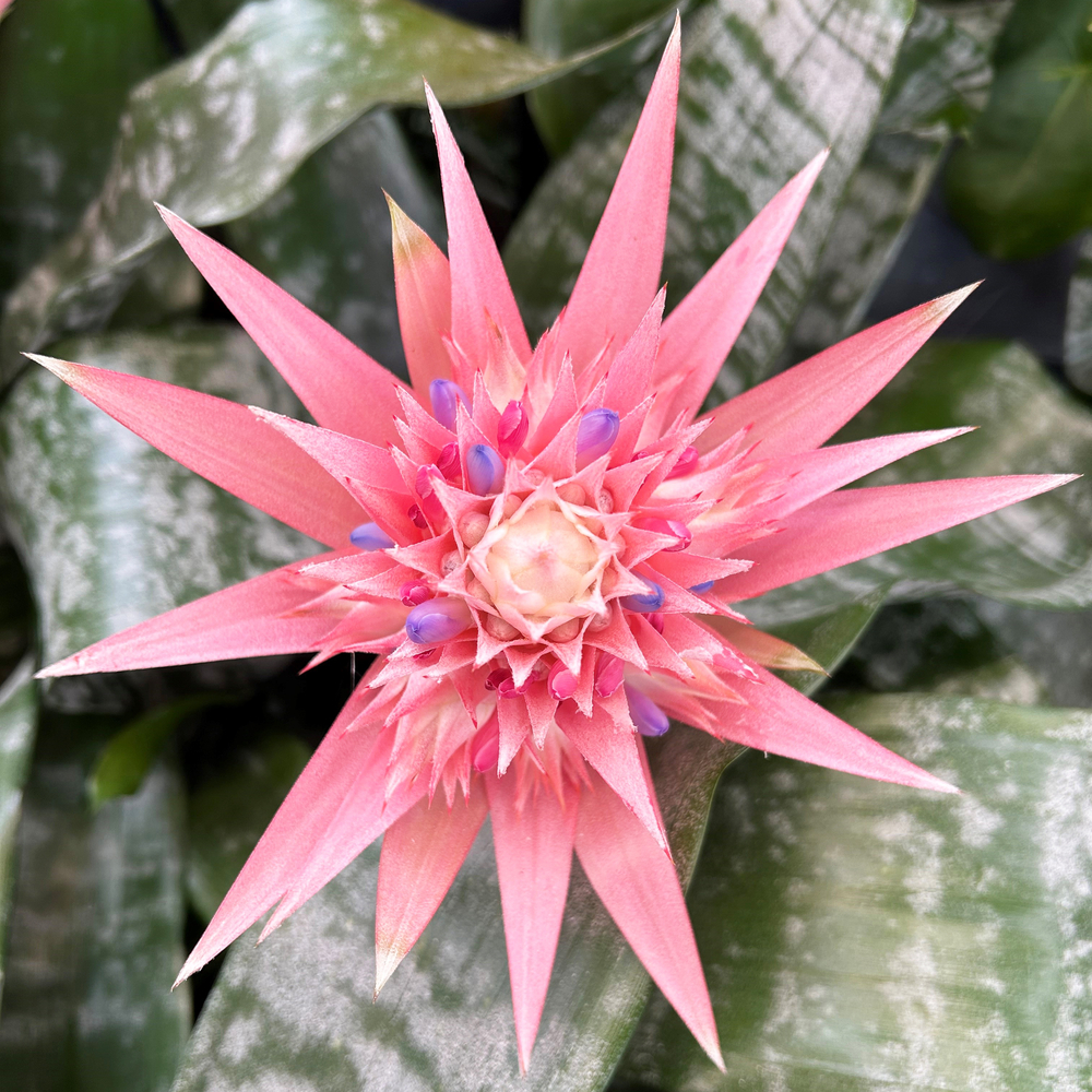 AECHMEA FASCIATA D15H55-(825800)