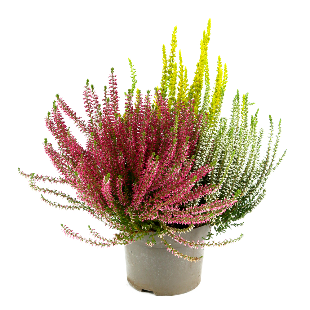 Calluna Garden Girls® trio : pot 1L