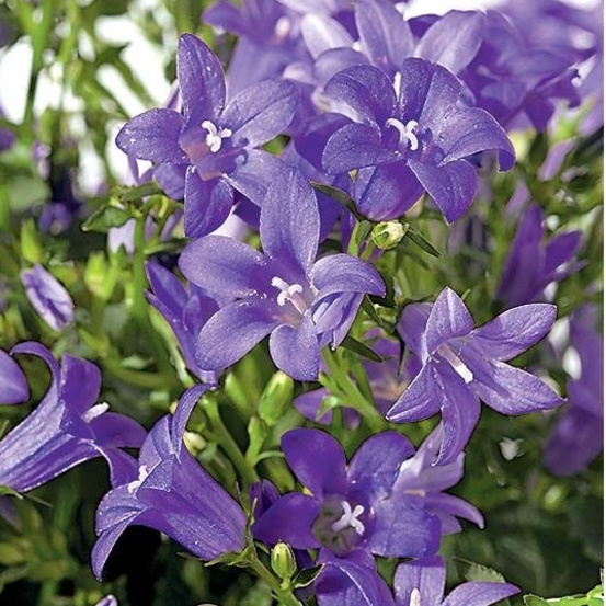 Campanule Get Mee bleue D17cm