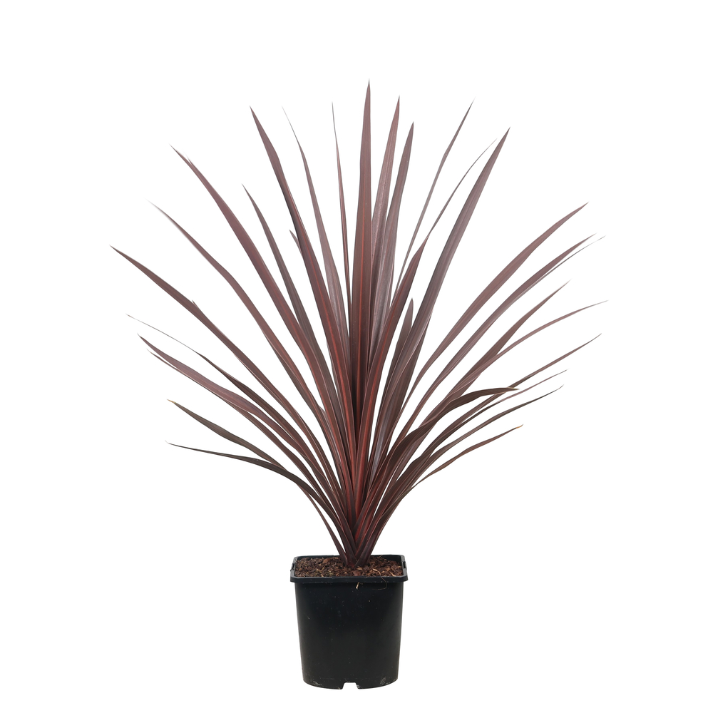 Cordyline australis : pot 2L