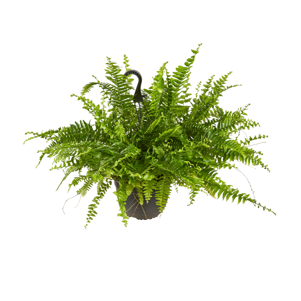 NÃ©phrolepis : plante D17cm susp