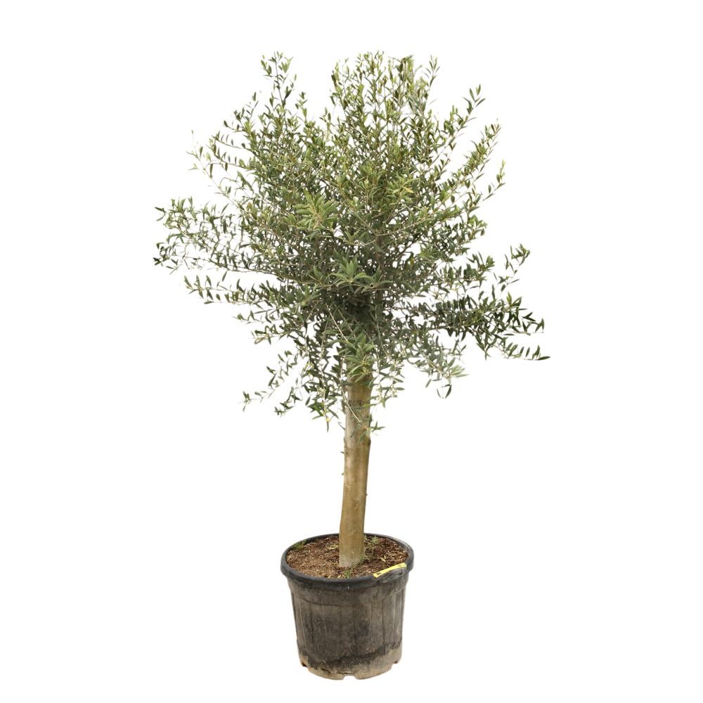 OLEA C45L D20/25-(826897)