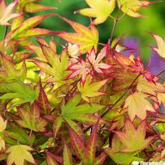 Erable japonais (Acer palmatum) varié Pot 3L