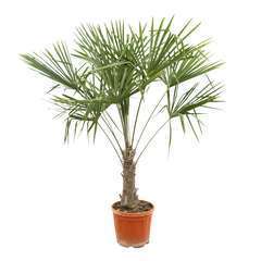 Palmier de Chine - Trachycarpus fortunei : pot de 25 litres 50/60