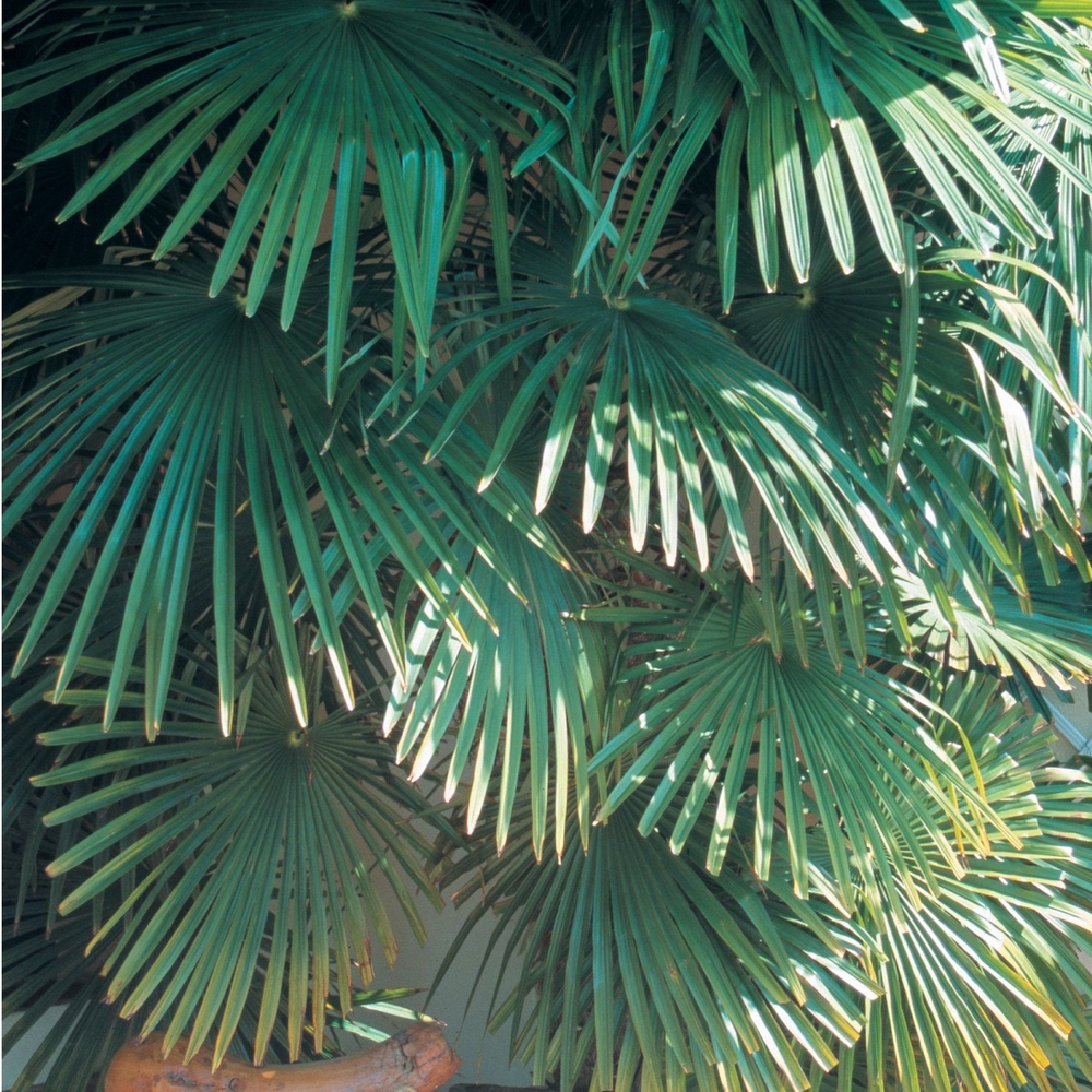 Palmier de Chine - Trachycarpus fortunei : pot de 25 litres 50/60