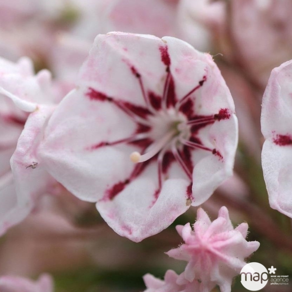 Kalmia latifolia:pot 3L