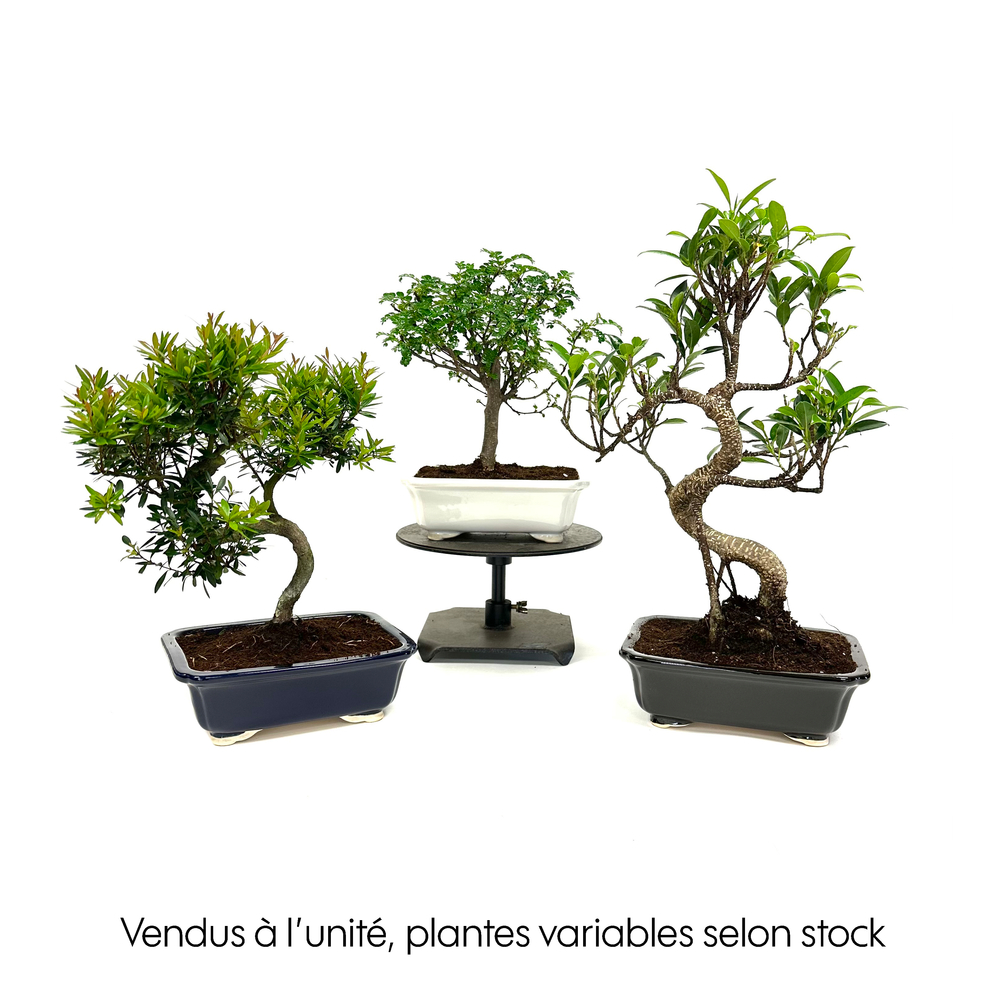 MIX BONSAI 8/6 ANS + SOUCOUPE-(827029)