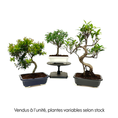 MIX BONSAI 8/6 ANS + SOUCOUPE-(827029)