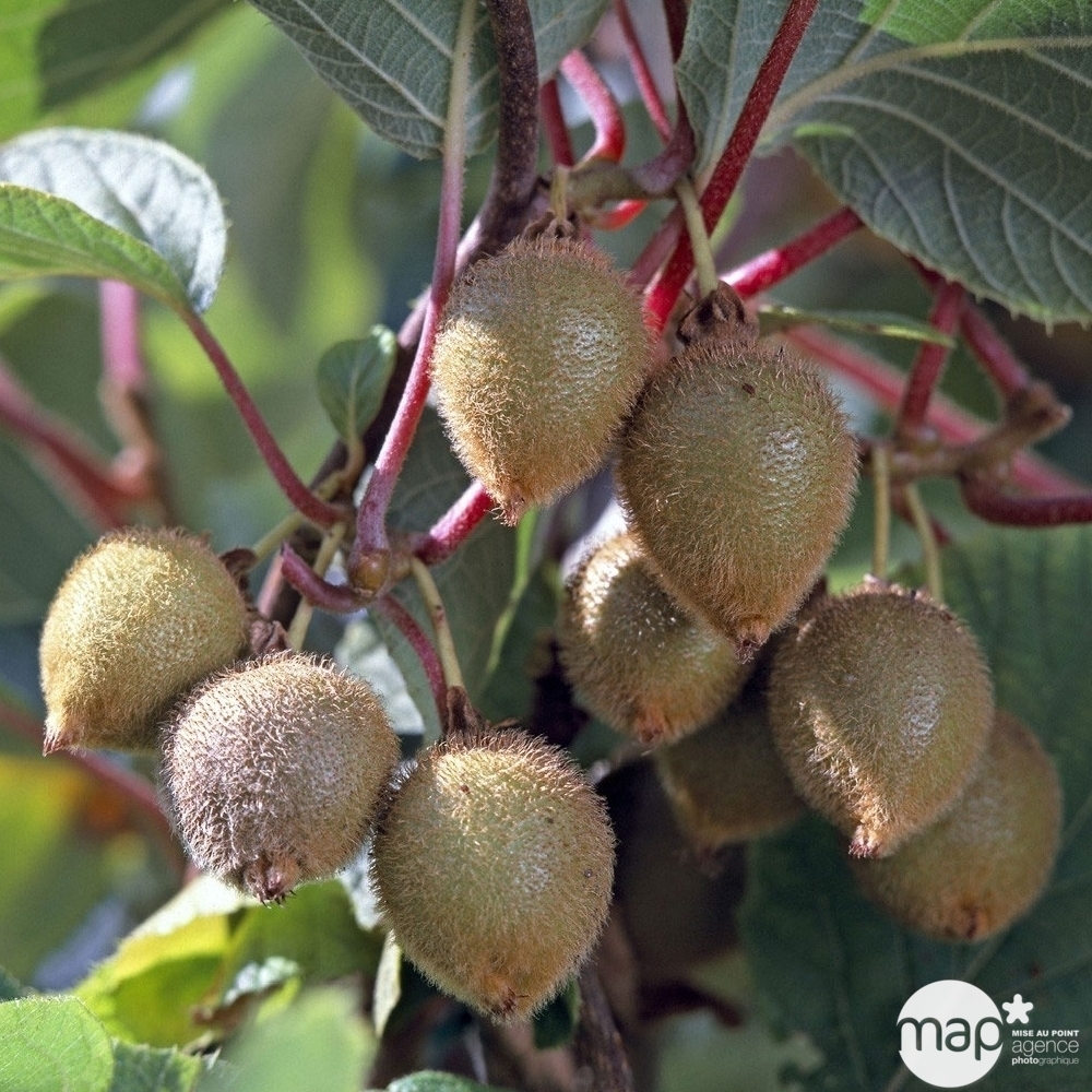 ACTINIDIA JENNY AB C 1.5L-(827030)