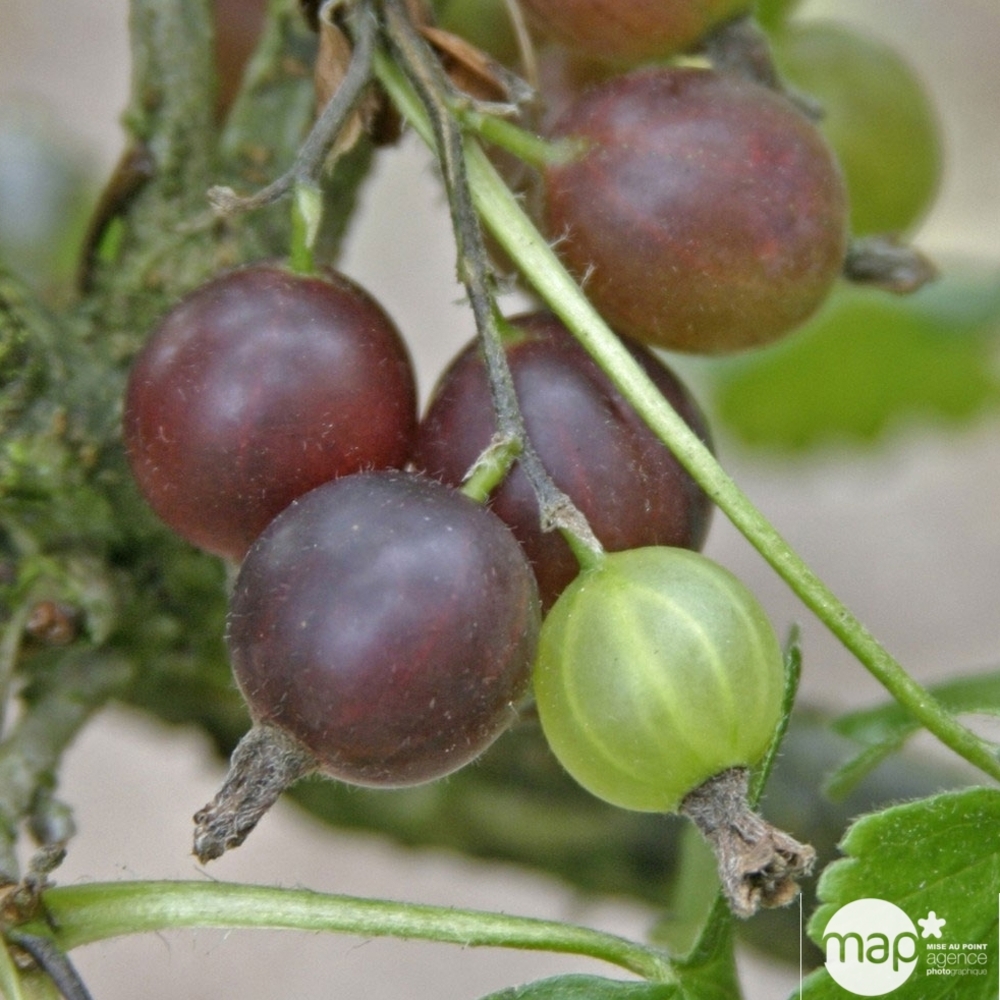 CASEILLE JOSTA AB C 1.5L-(827032)