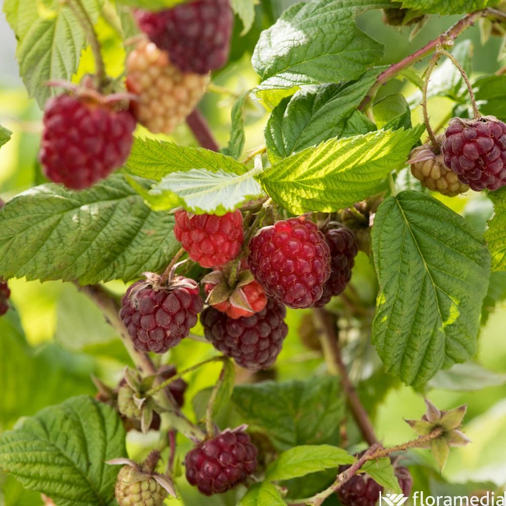 Framboisier 'Autumn Bliss':AB pot 1,5L
